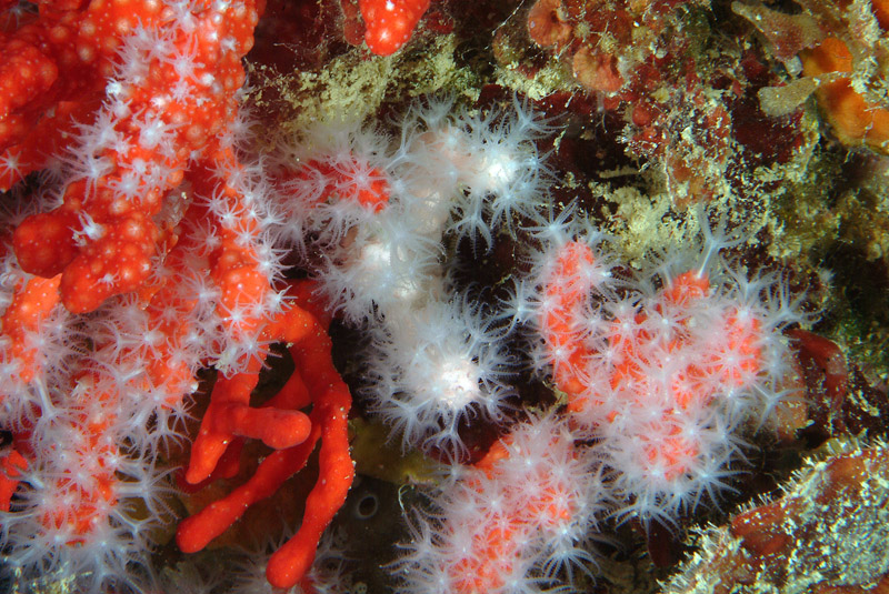 Discussione su Corallium rubrum bianco